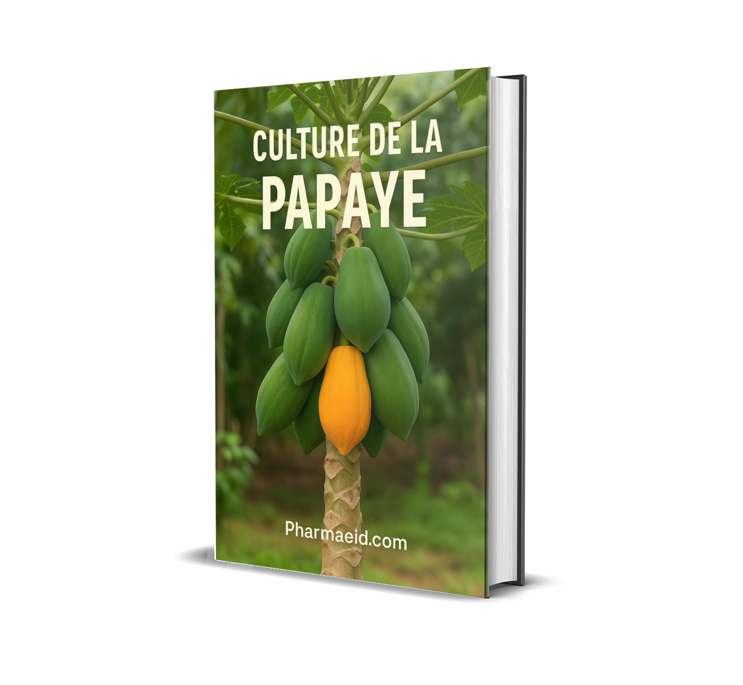 L018-Culture de la Papaye – Guide Complet pour une Production Rentable et Durable en Milieu Tropical