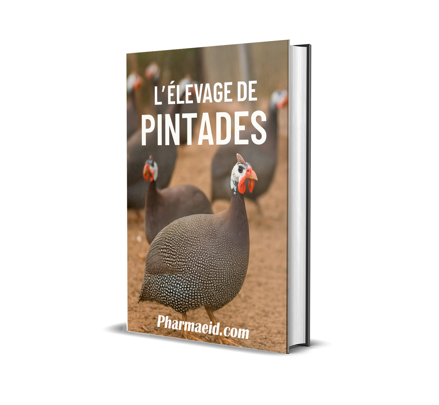 L036-L’Élevage de Pintades – Guide Pratique pour une Production Rentable, Résistante et Adaptée au Climat Tropical