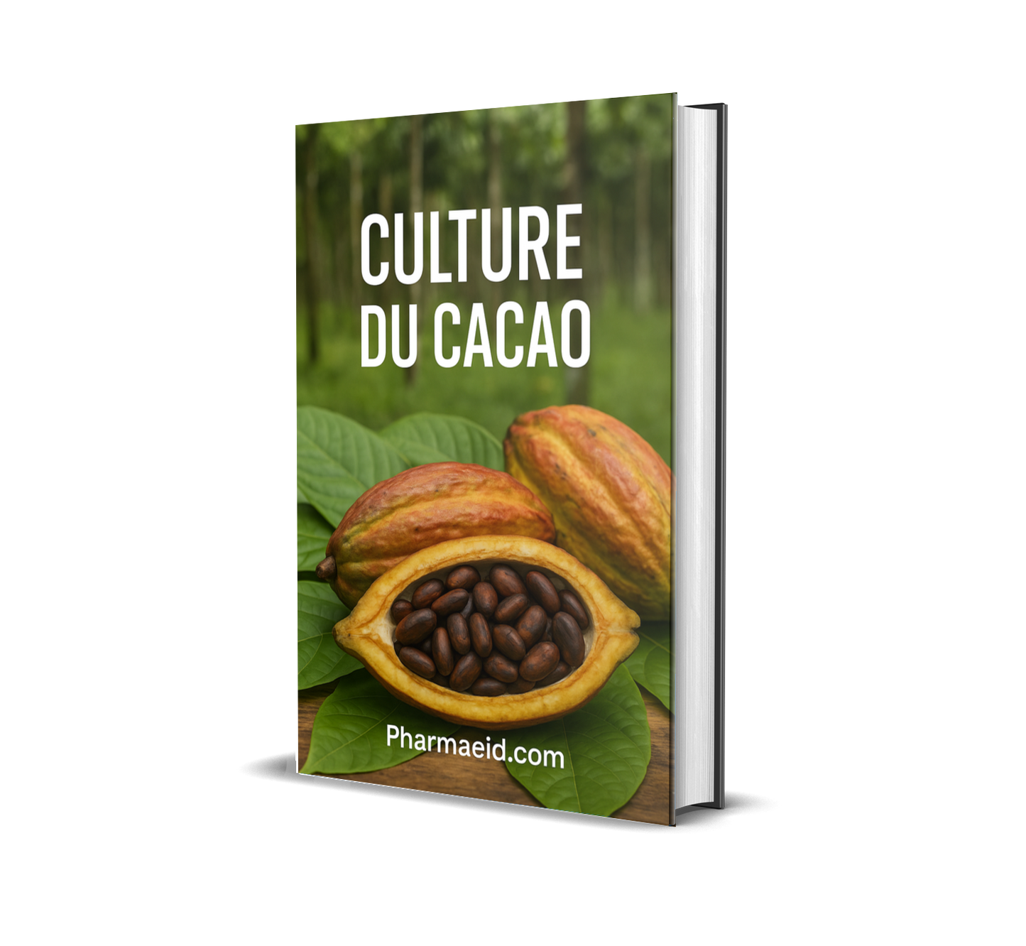 L012-Culture du Cacao – Guide Complet de Production, Entretien et Rentabilité Agricole