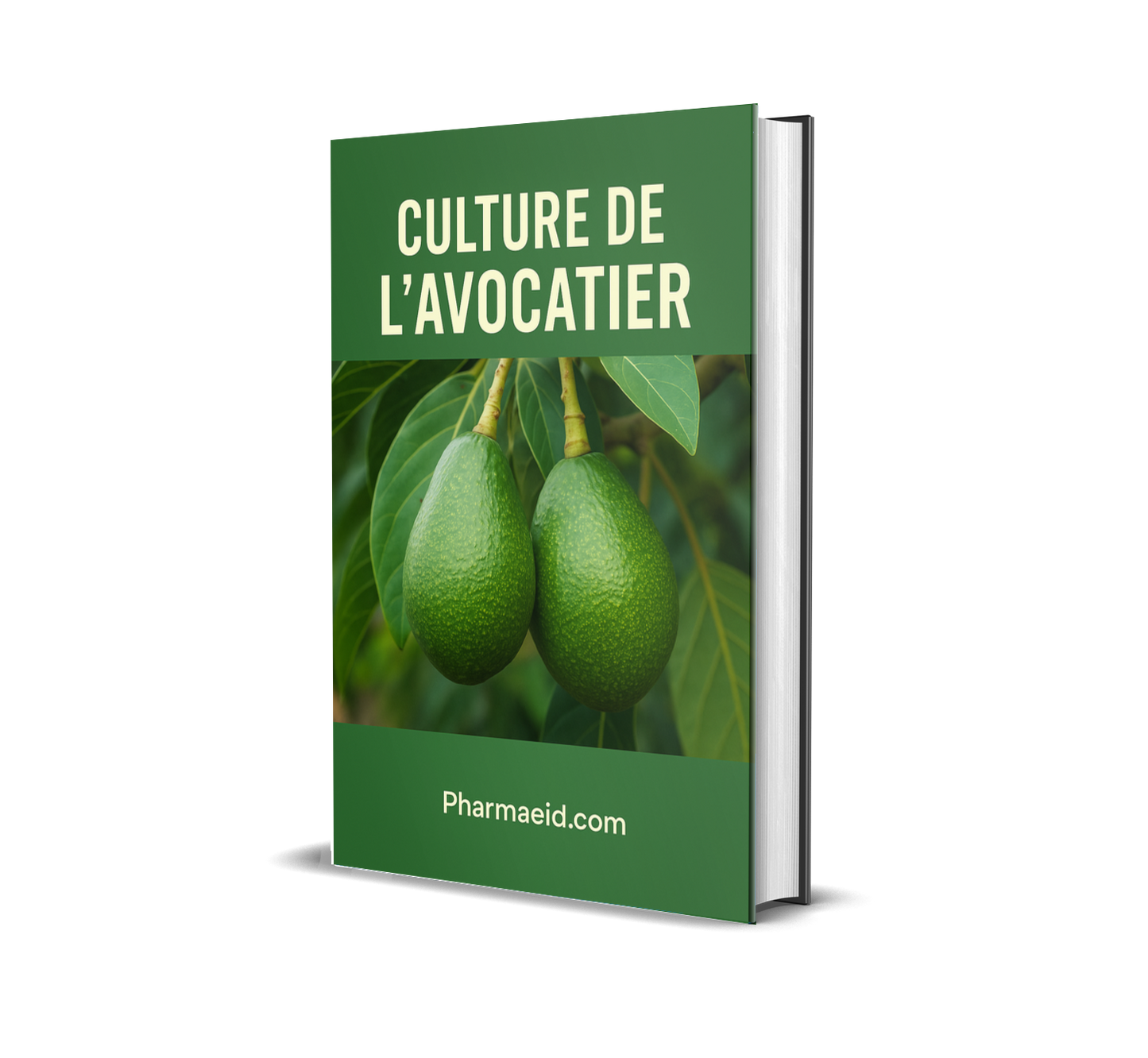 L016-Culture de l’Avocatier – Guide Pratique pour une Production Rentable et Durable en Milieu Tropical