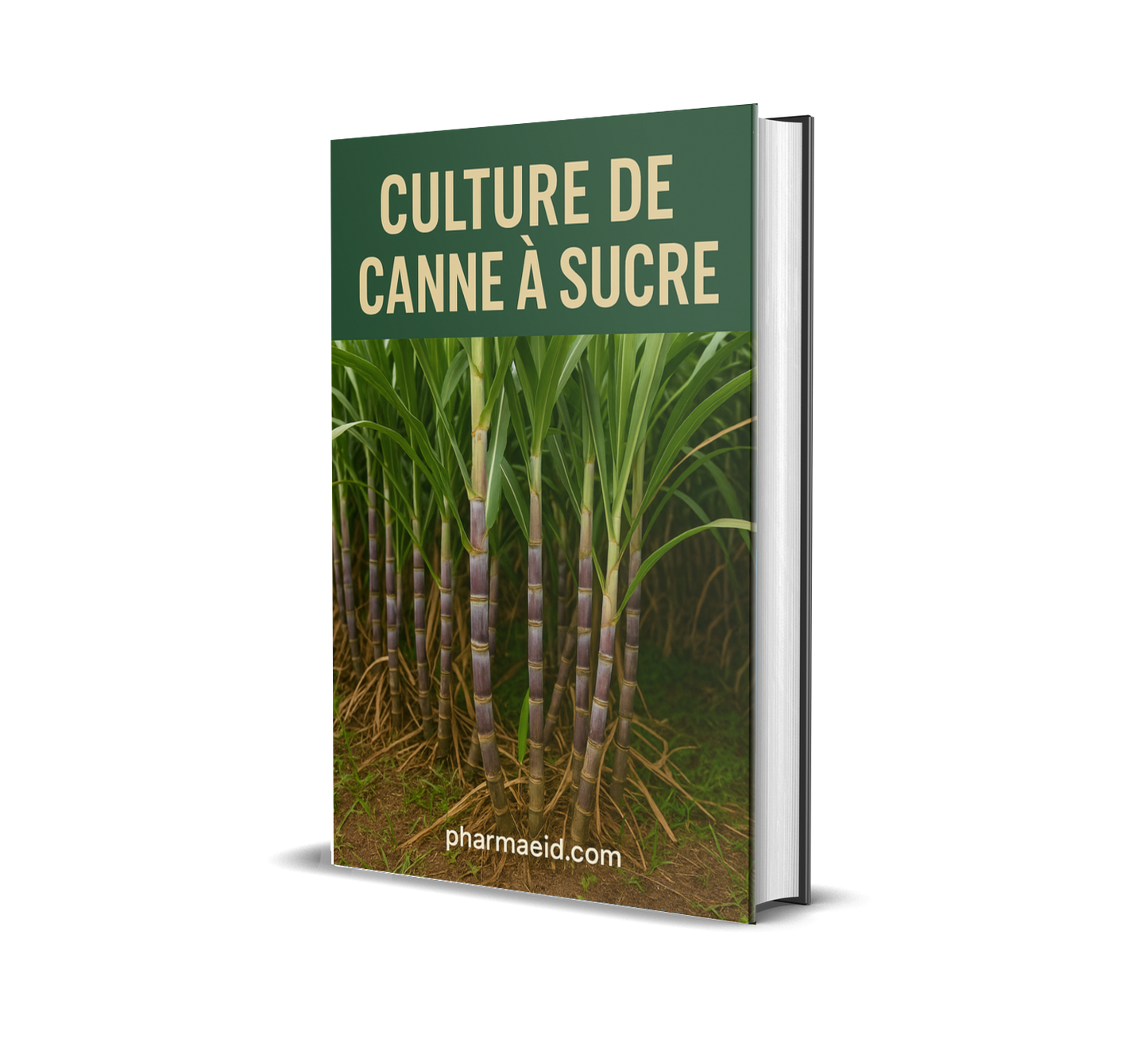 L019-Culture de Canne à Sucre – Guide Pratique pour une Production Rentable, Durable et Innovante