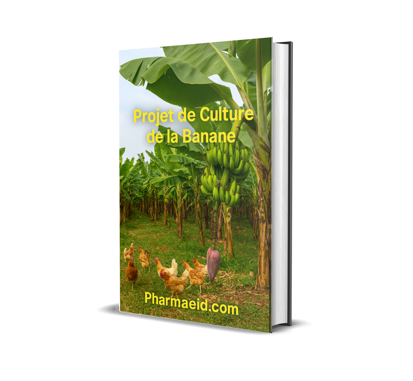 L064-Fiche Projet – Culture et Commercialisation de la Banane Plantain